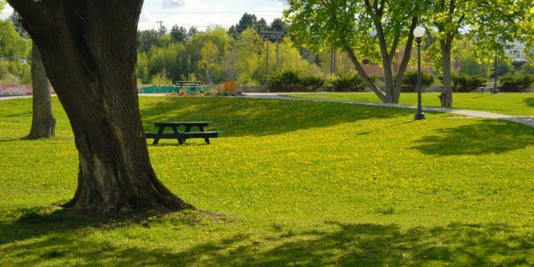 City park summer view with trees, green grass with yellow dandelions, benches and table for resting